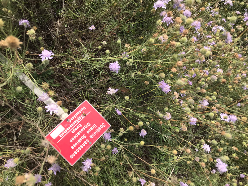 Graue Skabiose — foto 1 di 1