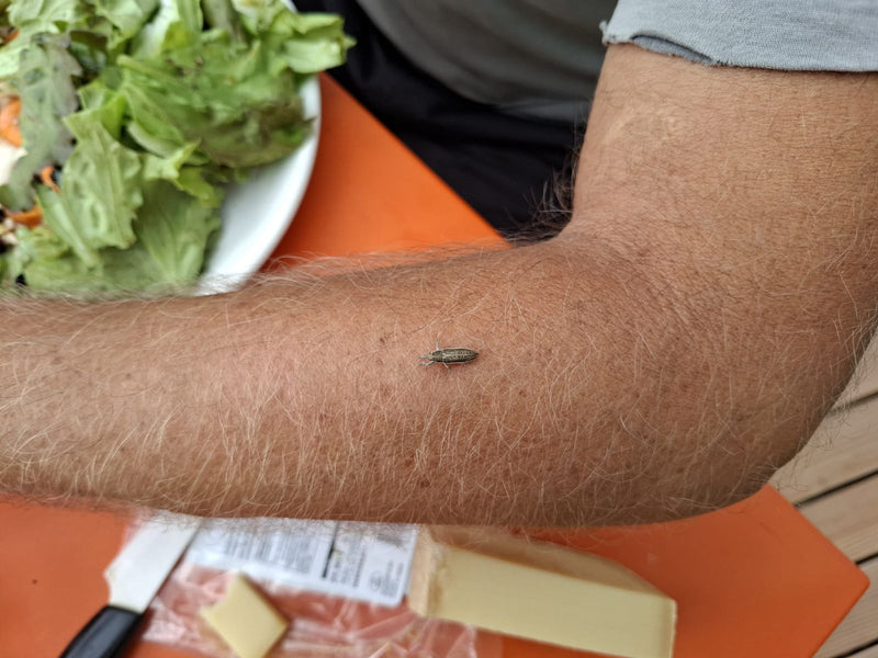 Punteruolo fogliare grigio — foto 1 di 2
