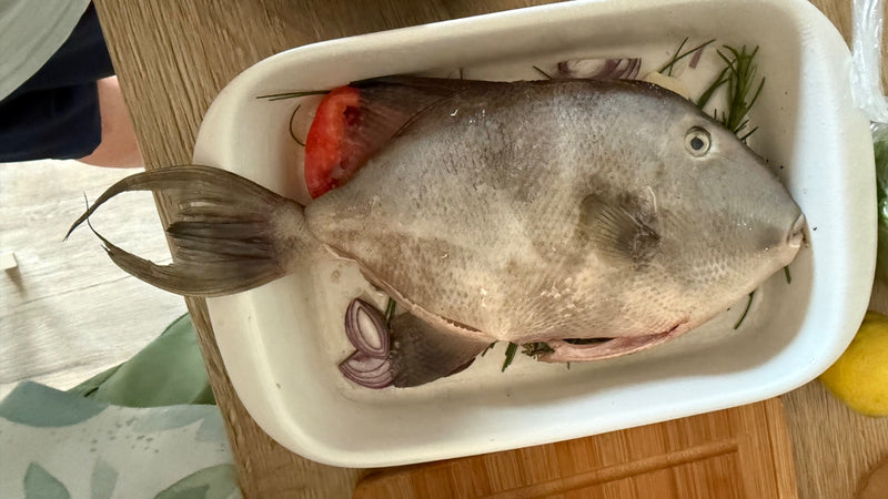 Pesce balestra grigio — Bild 1