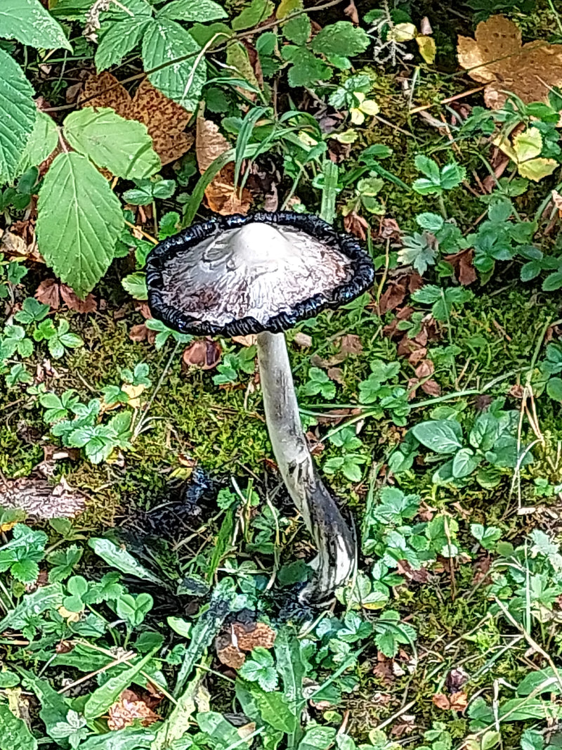 Grauer Falten-Tintling — foto 1 di 1