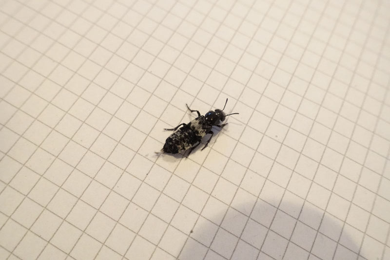 Grauer Kurzflügelkäfer — foto 2 di 2