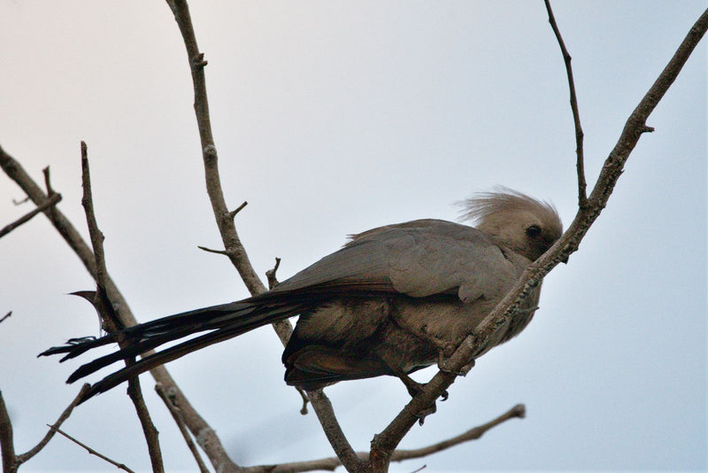 Un turaco grigio siede su un ramo spoglio contro un cielo chiaro. La sottile cresta sul capo e la lunga coda sono ben visibili.