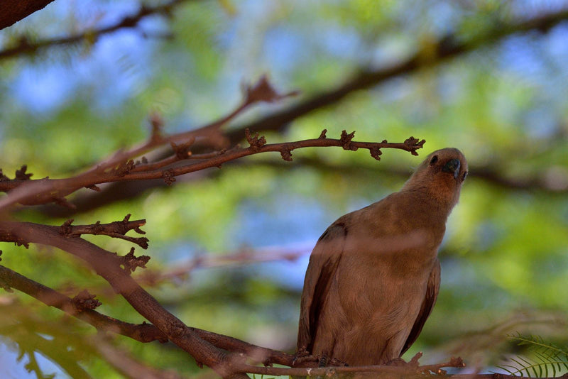 Un turaco grigio è appollaiato su un ramo e guarda attentamente verso l'alto.