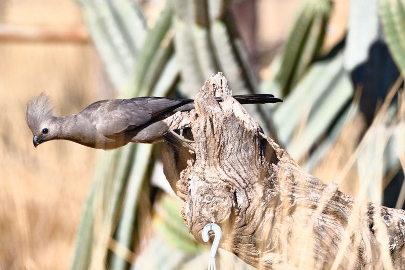 Un turaco grigio con la cresta eretta è appollaiato e proteso in avanti su un ceppo di legno davanti a piante grasse.