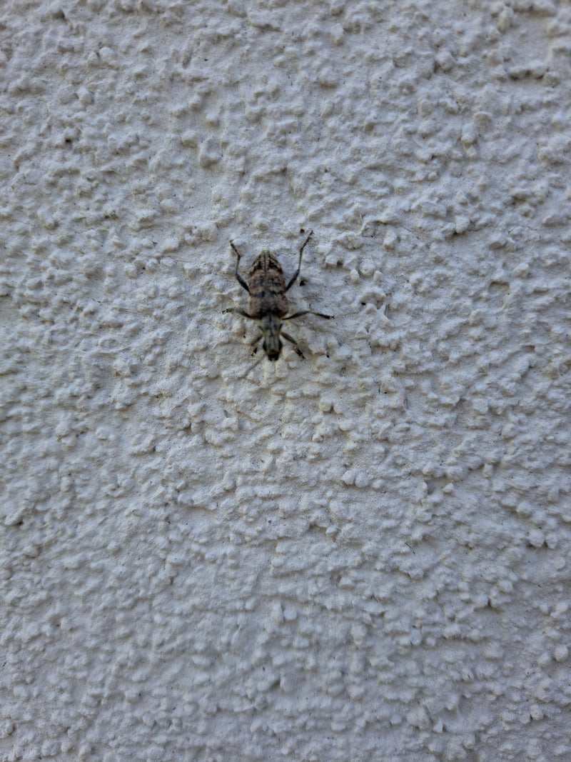 Scarabeo roditore grigio — Bild 1