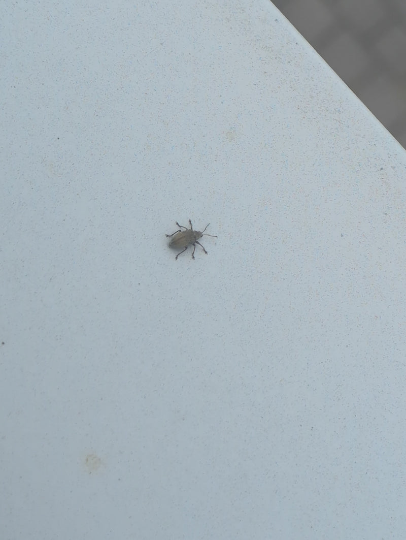 Scarabeo del bordo fogliare — Bild 2