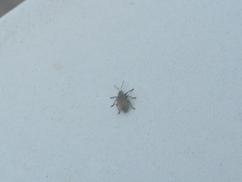 Scarabeo del bordo fogliare — Bild 1