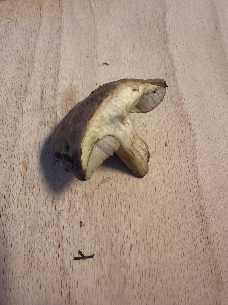 Grauer Ritterling — foto 3 di 3