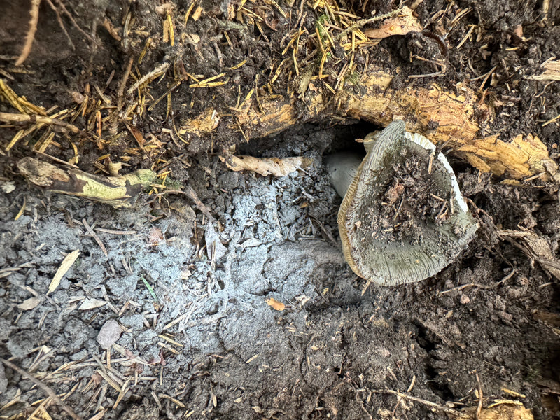 Un fungo agarico portentoso cresce in un avvallamento del terreno boschivo coperto di aghi, accanto a una radice esposta.