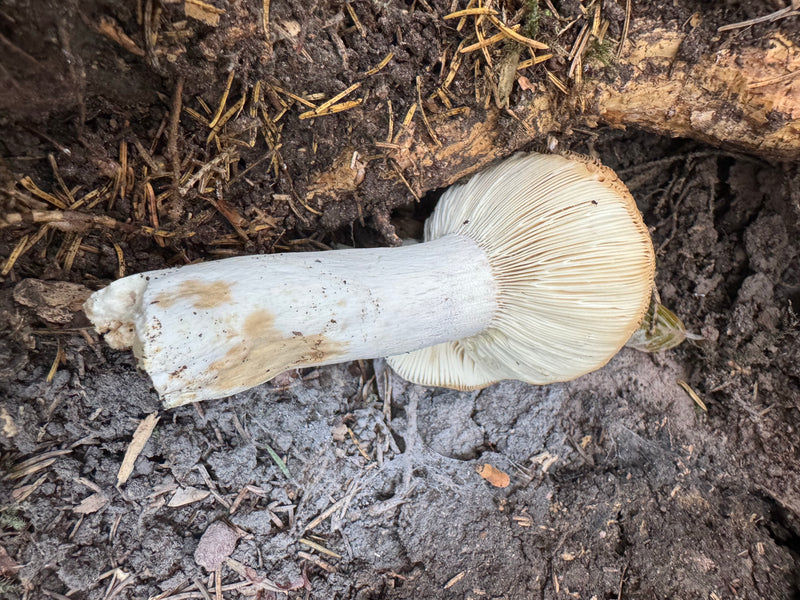 Un corpo fruttifero di Tricholoma portentosum giace sul terreno della foresta, mostrando gambo e lamelle.