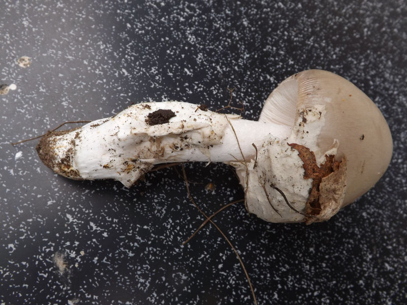 Grauer Scheidenstreifling — foto 1 di 1