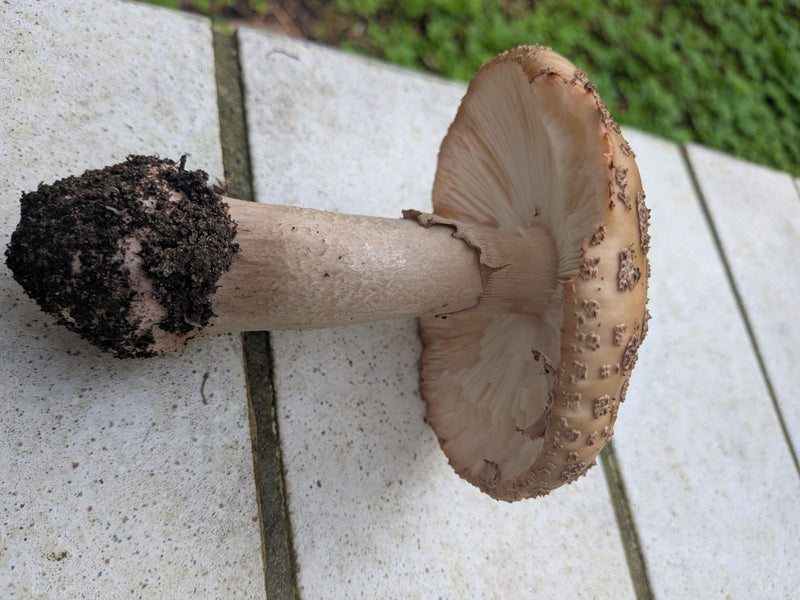 Grauer Wulstling — foto 1 di 1