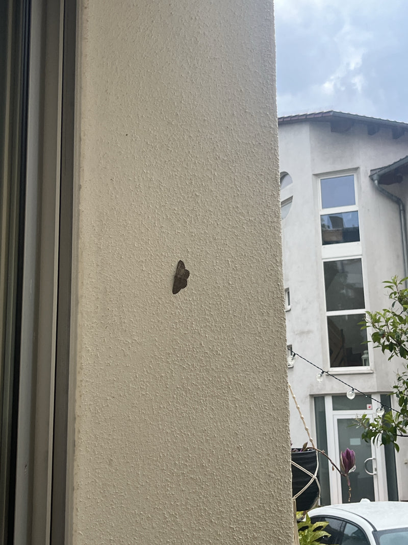 Falena nana grigia — foto 3 di 16