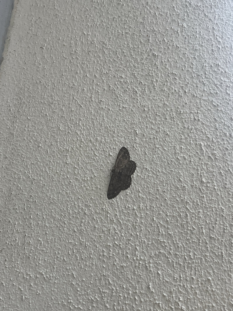 Falena nana grigia — foto 1 di 16