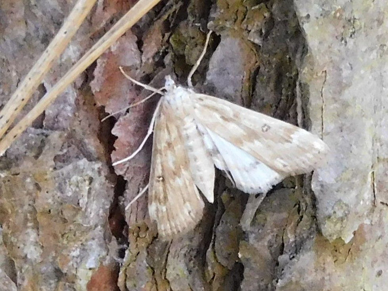 Falena nana grigia — foto 2 di 16