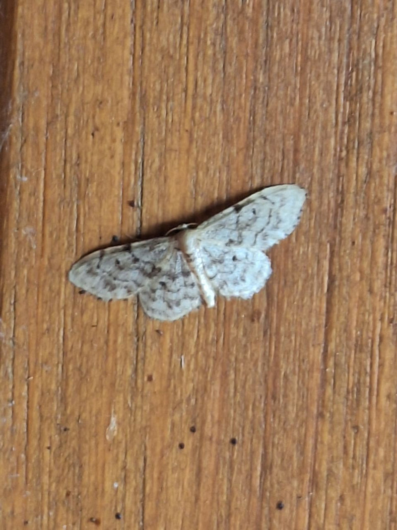Falena nana grigia — foto 5 di 16