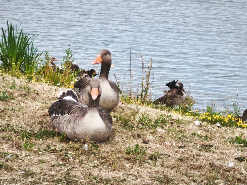 Diverse oche selvatiche riposano su una riva erbosa vicino all'acqua. Gli uccelli mostrano il loro piumaggio tipico e il caratteristico becco arancione.