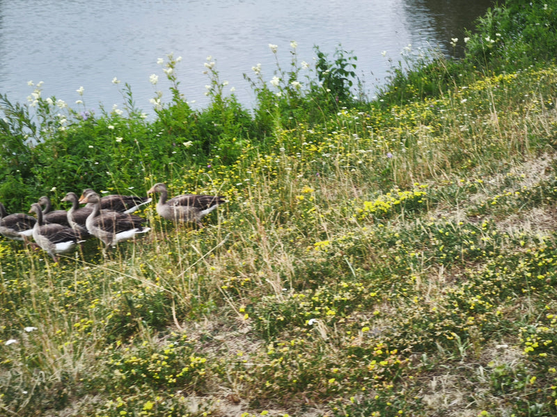 Diverse oche anserine camminano nell'erba alta di un prato vicino a uno specchio d'acqua. Si muovono insieme in una direzione.