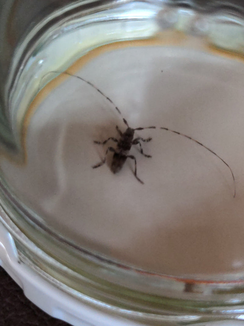 Buck dal bordo maculato grigio — Bild 2