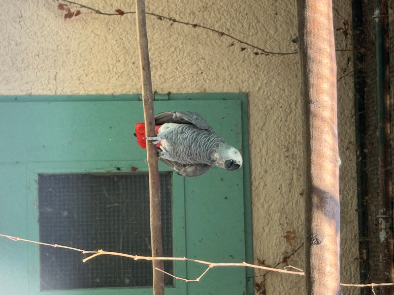 Graupapagei — foto 2 di 2