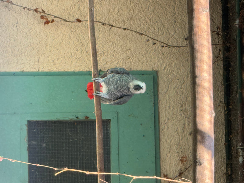 Graupapagei — foto 1 di 2