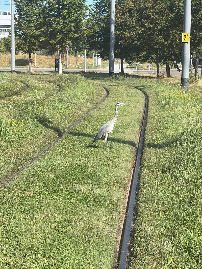 Un airone cenerino si erge vigile su un binario del tram innebito d'erba. Sul sfondo si vedono pali e alberi.