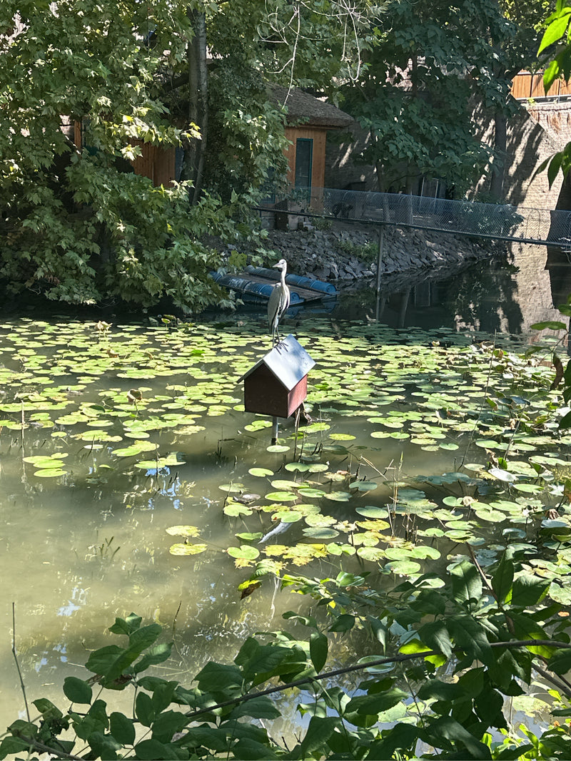 Un airone cenerino si trova sul tetto di una piccola casa situata al centro di uno stagno coperto di ninfee. Sfondo con alberi e una zona di riva.