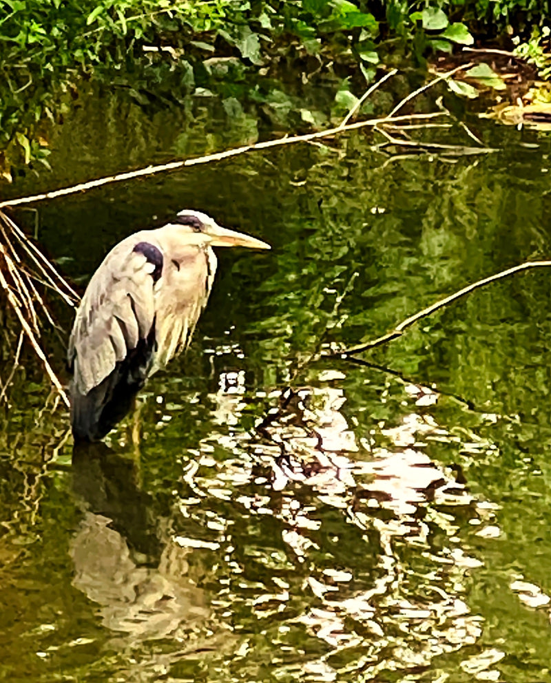 Un airone cenerino si erge immobile nell'acqua bassa lungo la riva verdeggiante di uno specchio d'acqua. L'animale è chiaramente visibile di profilo.