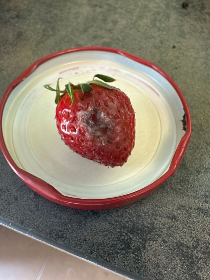 Marciume grigio — Bild 2