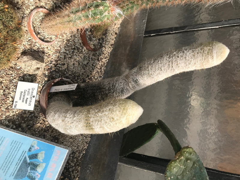 Greisenhaupt — foto 1 di 1