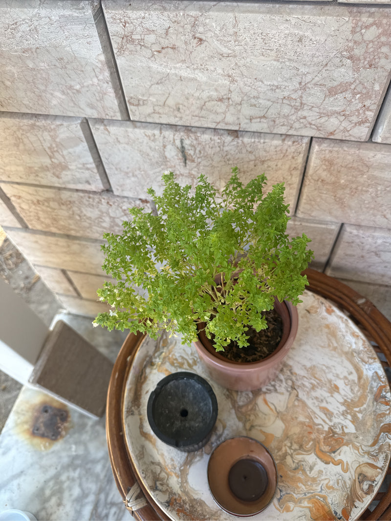 Basilico greco — Bild 2