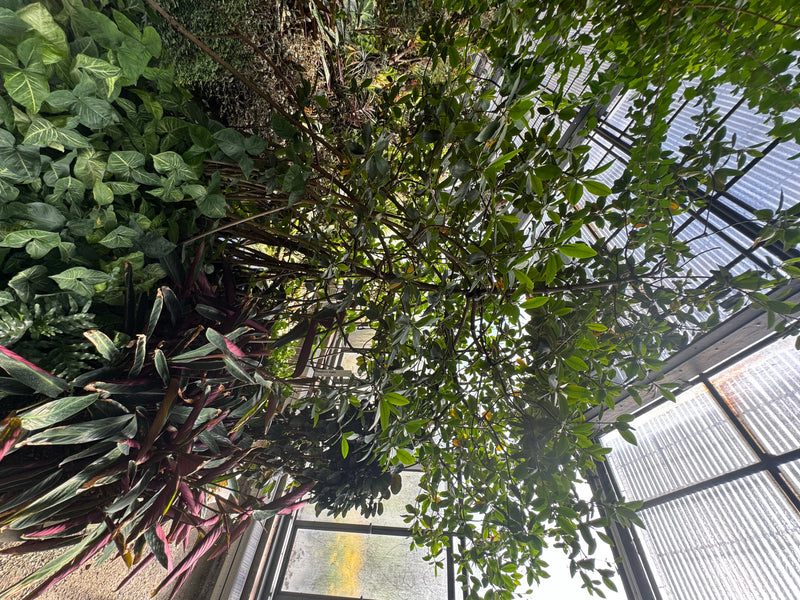 Griffel-Mangrove — foto 2 di 2