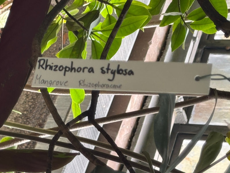 Griffel-Mangrove — foto 1 di 2