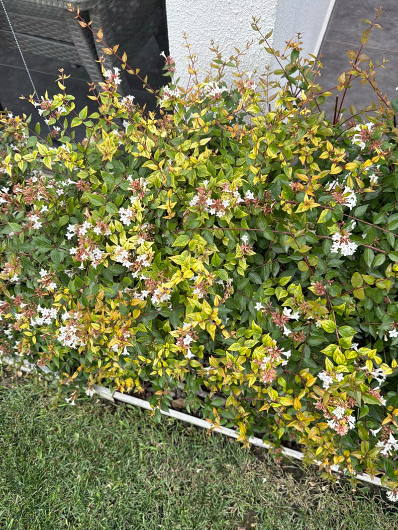 Abelia a fiori grandi (cultivar 'Kaleidoscope') — Bild 2
