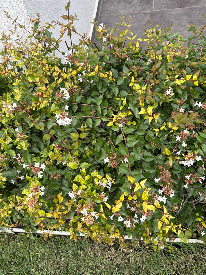 Abelia a fiori grandi (cultivar 'Kaleidoscope') — Bild 1