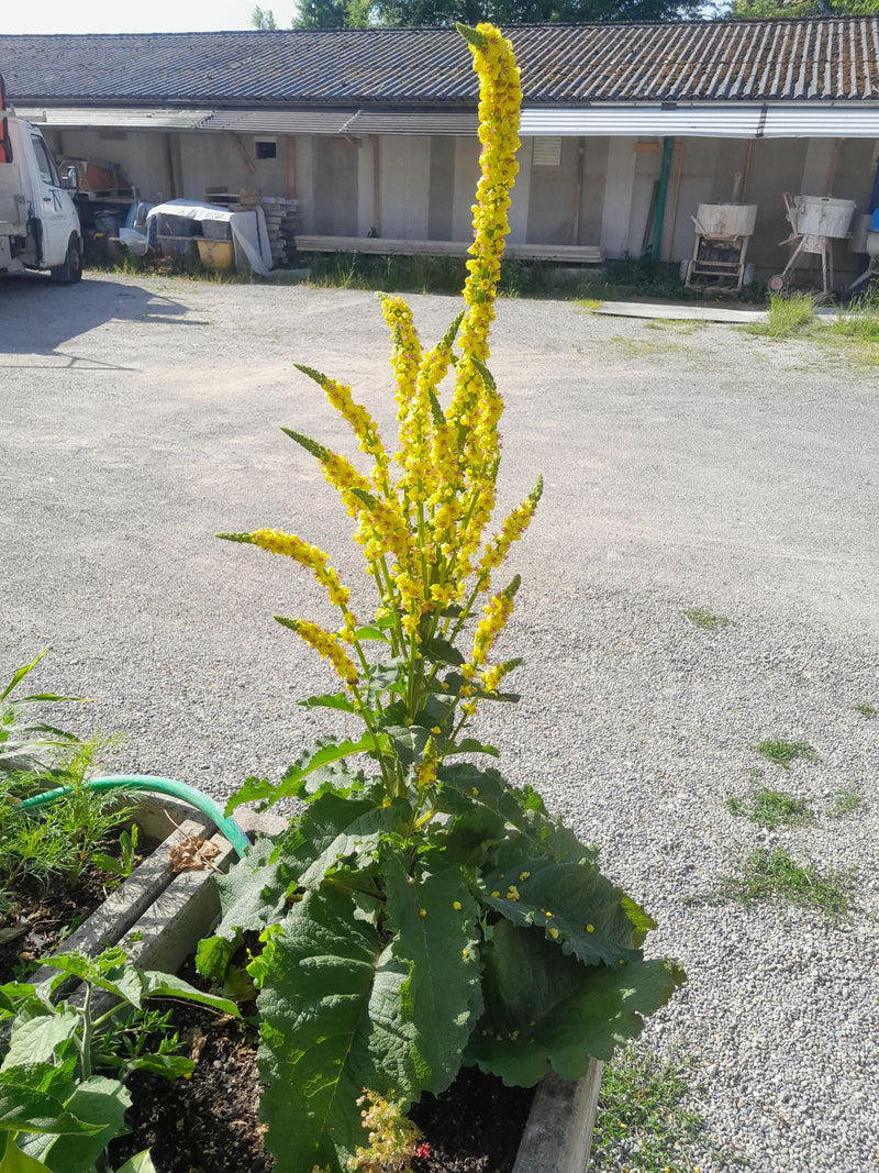 La candela del re — Bild 3