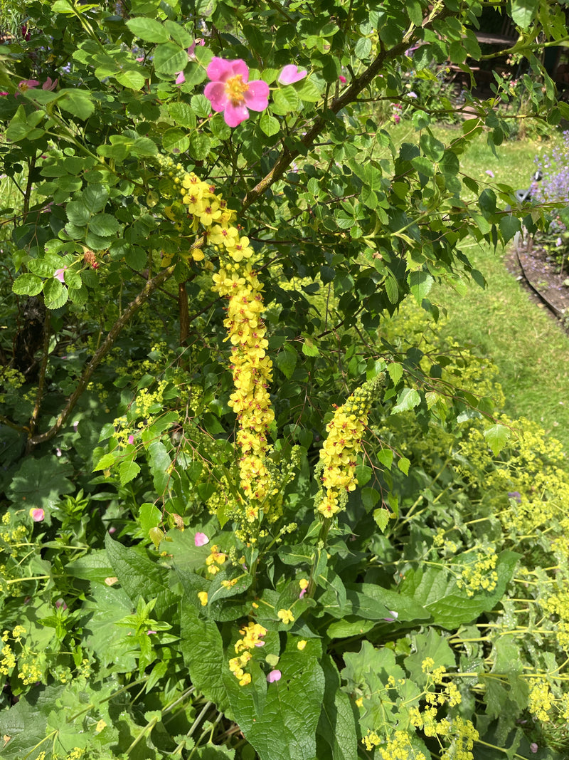 La candela del re — Bild 2