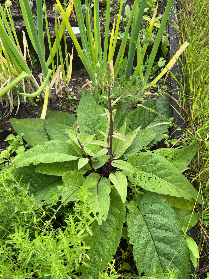 La candela del re — Bild 1