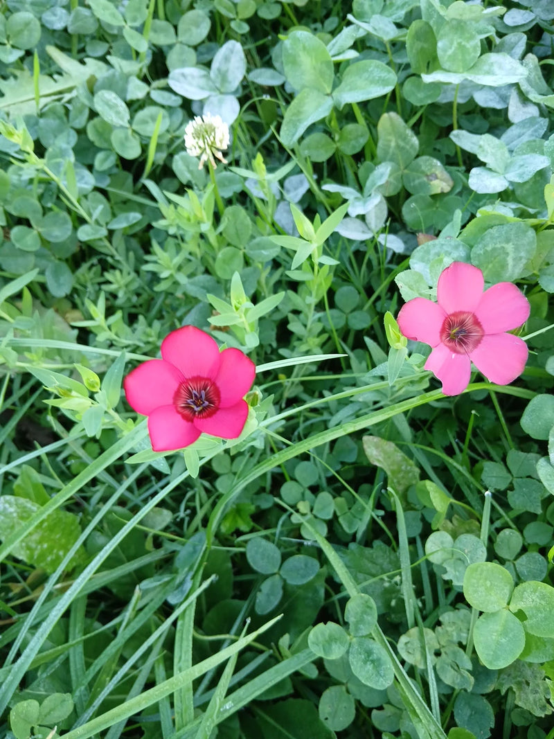 Großblütiger Lein — foto 1 di 1