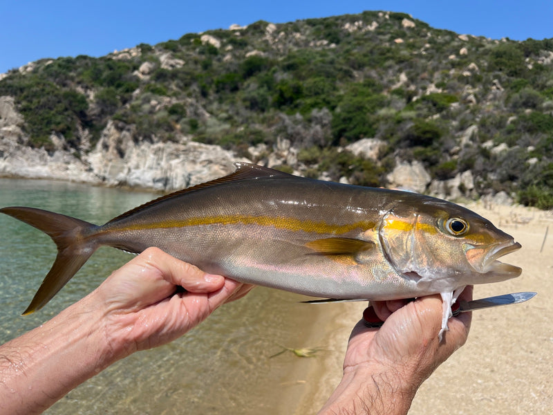 Grande ricciola — Bild 1