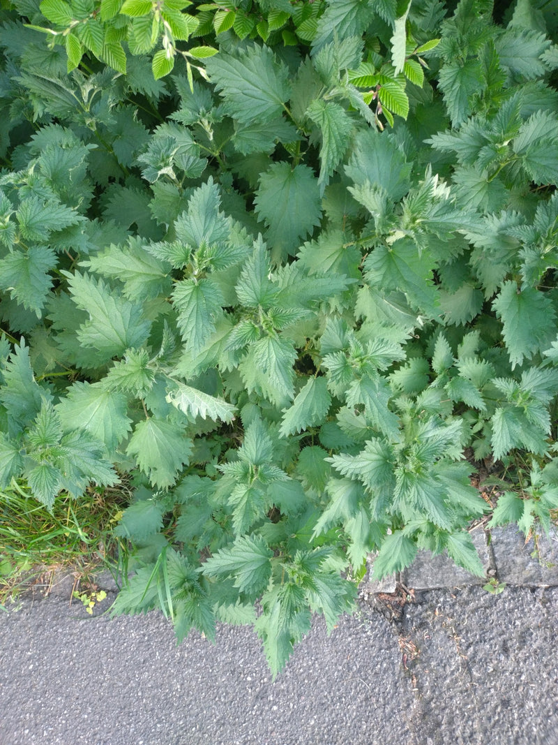 Fiori del cannoniere — Bild 1