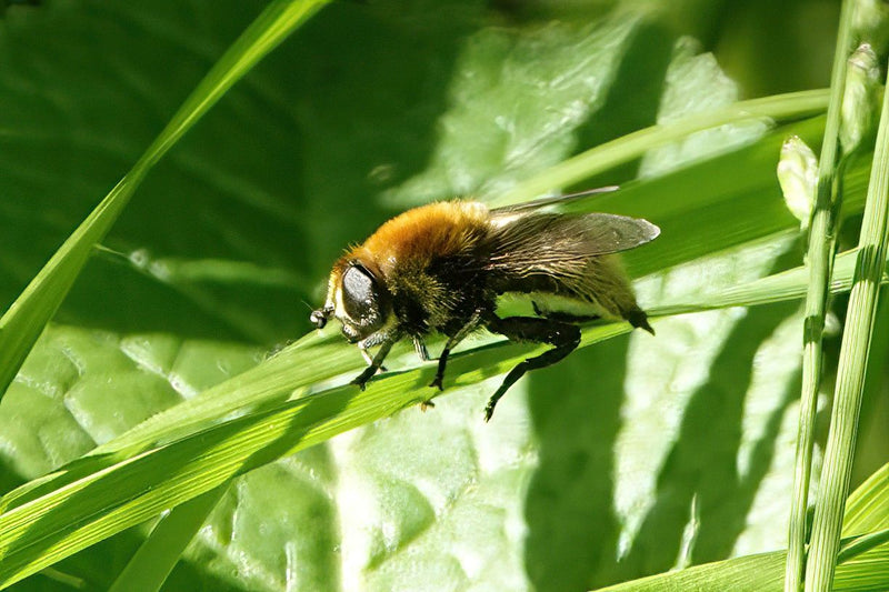 Grande hoverfly minerale — Bild 1