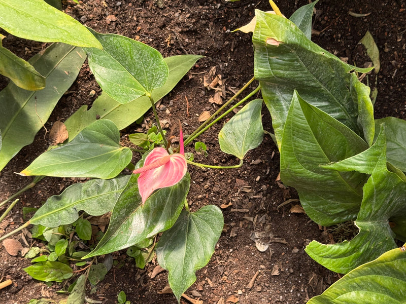 Un anthurium fiorito con la caratteristica spata rosa e lo spadice cresce nel terreno.