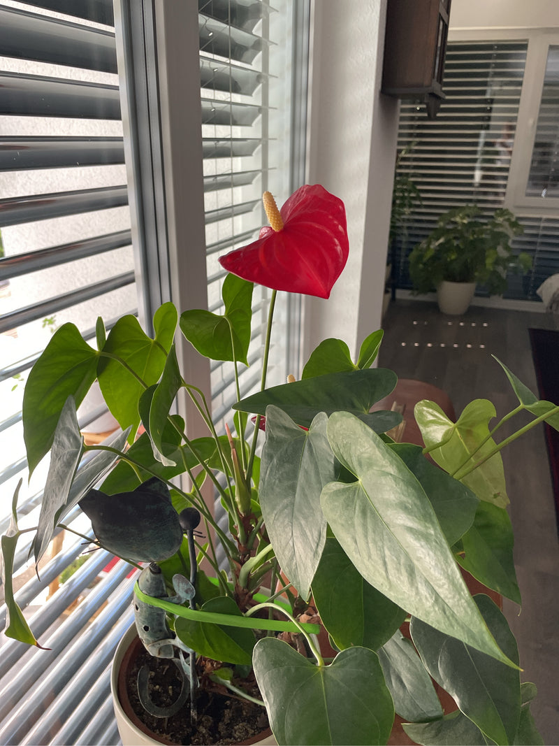 Si vede un'anturio con foglie verdi lucide e un fiore rosso vistoso. La pianta in vaso si trova all'interno davanti a una finestra.