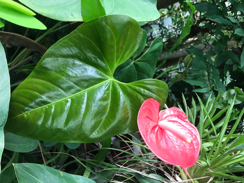 Si vede una pianta di anturio con una lucida foglia verde a forma di cuore e un fiore rosso vivo. La pianta è circondata da una vegetazione fitta.