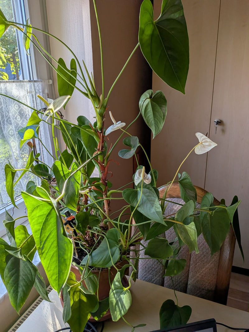 Un anthurium in fiore in un vaso poggia su un tavolo vicino a una finestra. La pianta mostra diverse foglie cuoriformi e spate bianche con spadici.