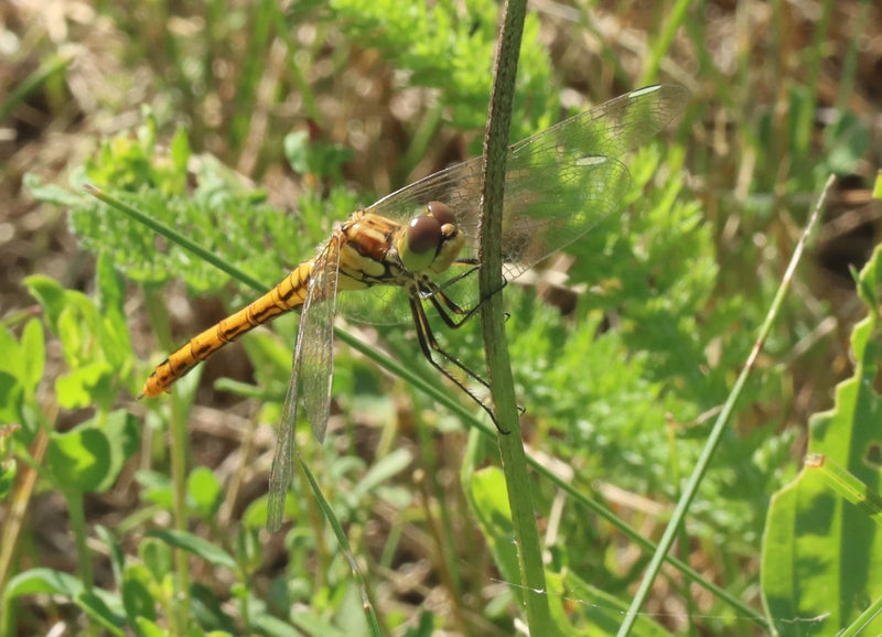 Grande libellula darter — Bild 3