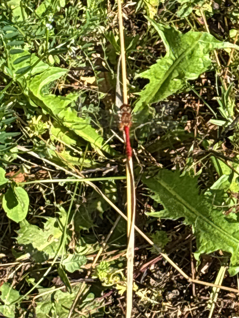 Grande libellula darter — Bild 1