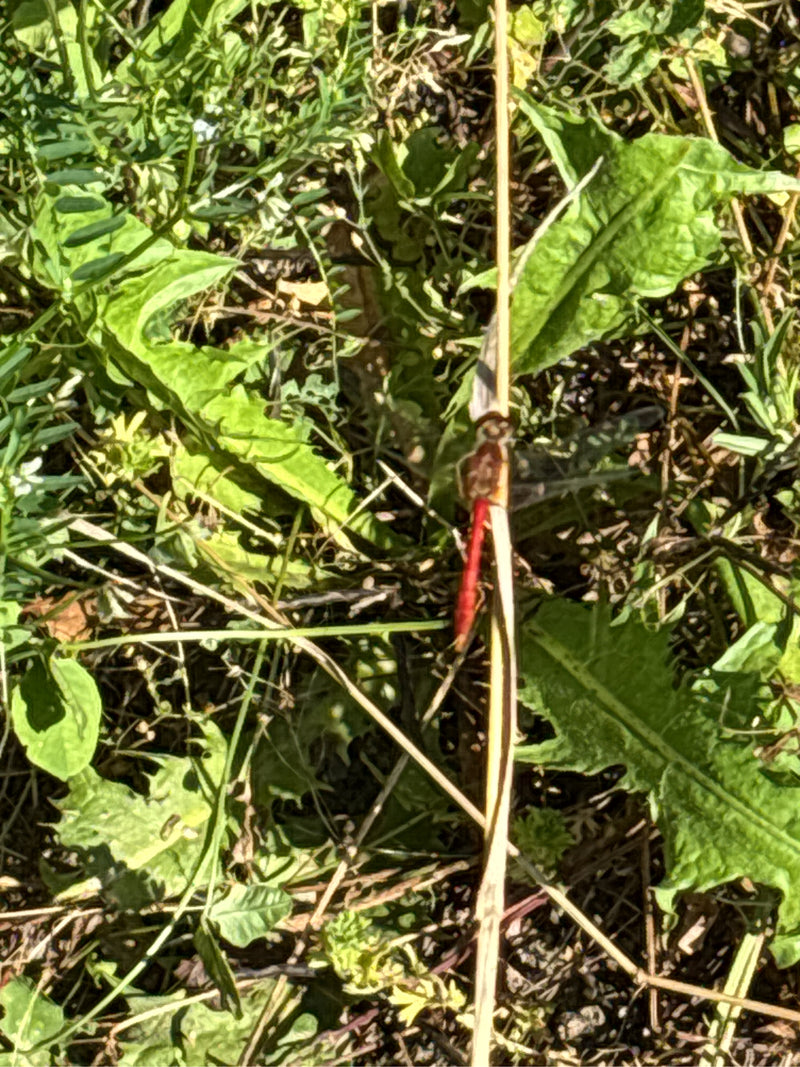 Grande libellula darter — Bild 2