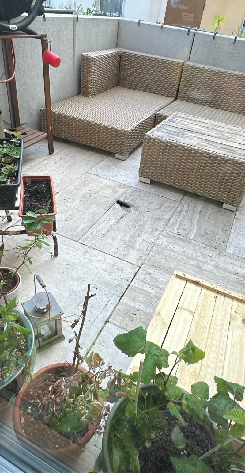 Ape carpentiere blu-nera — Bild 1